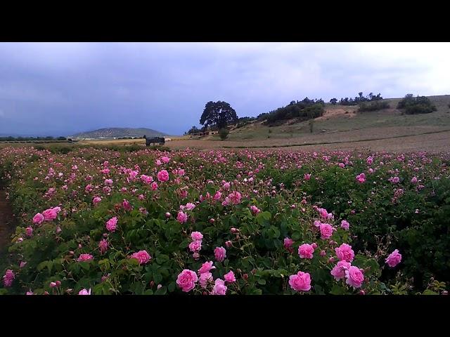 Gül Hasadı - Isparta