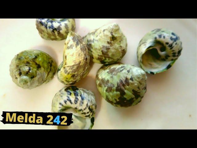 COOKING AND EATING WHELKS SEA SNAILS | BAHAMIAN COOKING