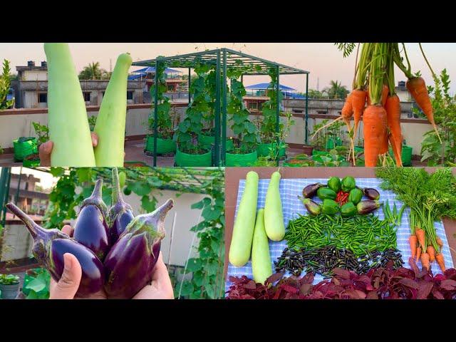 Massive Harvesting Of Pure Organic Veggies From My Terrace Garden//Harvesting Organic Vegetables