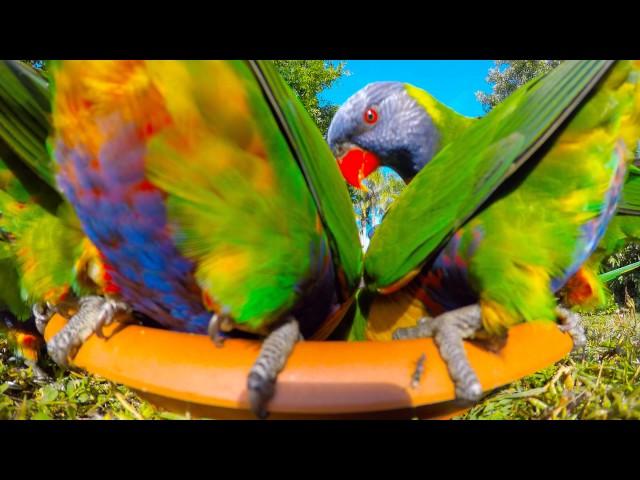 12th June 2017 AM Rainbow Lorikeet Close Encounters