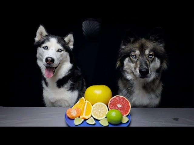 Huskies Review Citrus Fruits!