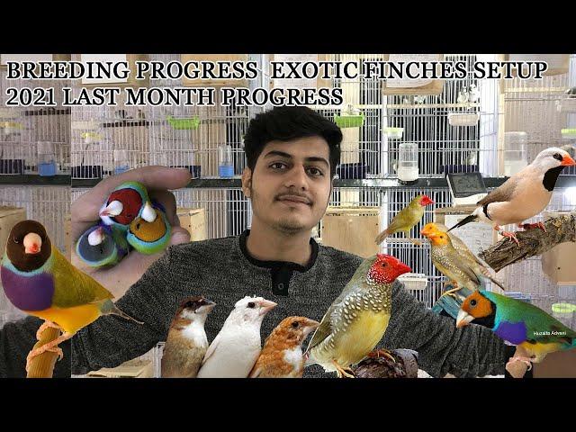 Breeding Progress Complete Setup || 20-12-21 || Exotic Finches Farm