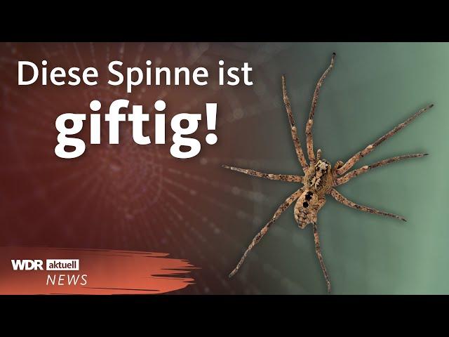 Giftige Nosferatu-Spinne breitet sich in Deutschland aus | WDR Aktuelle Stunde