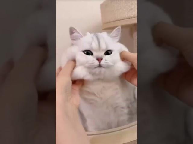 How to Hilarity: Unleashing the Ultimate Pet Giggles! 