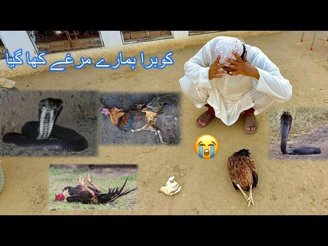 Cobra  Big Atack Mini Zoo 🫢 Cobra Hmara Shok Khtm Kr Gya 