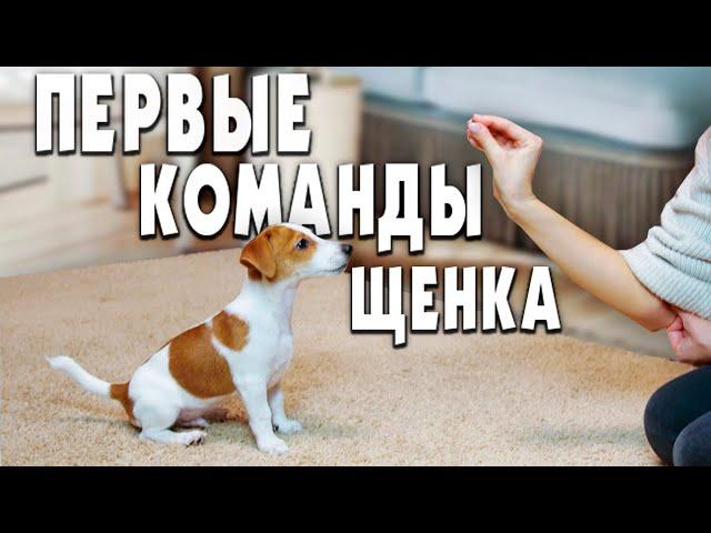 УЧИМ КОМАНДЫ | ТОП - 5 первых команд для щенка || Дрессировка щенка