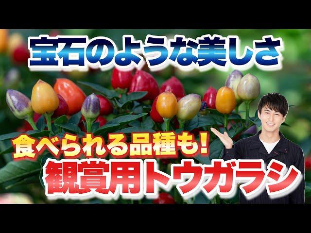 【生きる宝石！】食べられるオススメもご紹介！ 観賞用トウガラシの育て方【唐辛子】【園芸】【ガーデニング】