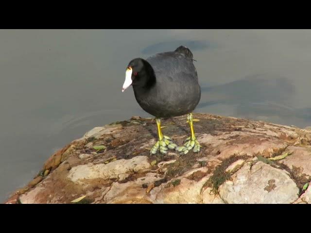 American Coot tapping its feet 