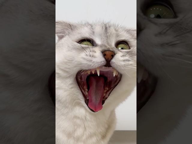 Sonya… #cat #cats