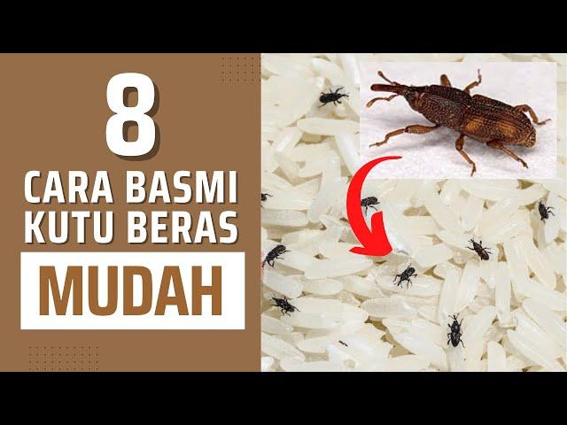 8 CARA HILANGKAN KUTU BERAS DENGAN MUDAH