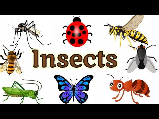 Insects name | Insects for kids |Insects | Insects name in English |  Names of insects | #insects