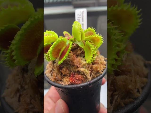 Dionaea muscipula Zipp #熱帯植物 #食虫植物 #観葉植物 #ウツボカズラ #ハエトリ　#dionaeamuscipula #carnivorousplants