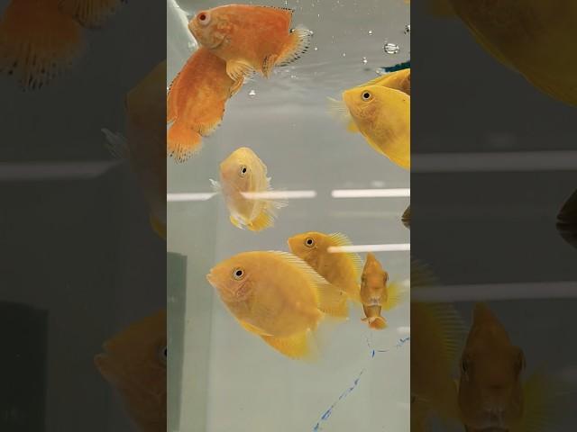 #al Noor #aquarium #yellow #Shivram #fish #short video  8919447418