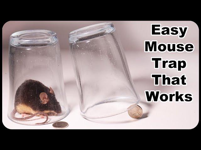 Glass and Coin Mouse Trap - Easy Mouse Trap That Works! Mousetrap Monday