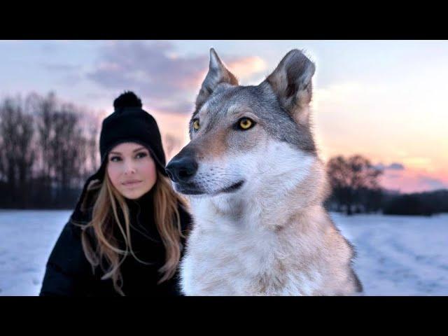 CZECHOSLOVAKIAN WOLFDOG - The Ultimate Guide / Animal Watch