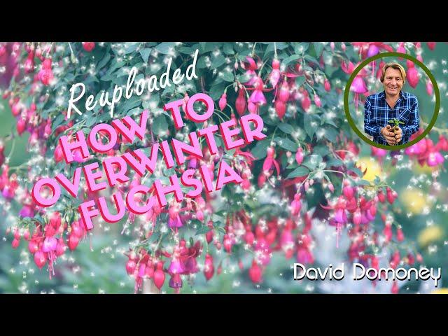 David Domoney: How to overwinter your fuschia #gardening #advice #fuchsia