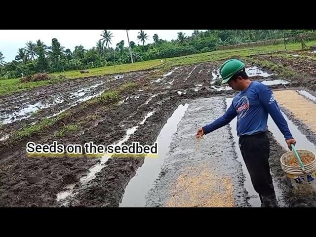 RICE FARMING IN BICOL, PHILIPPINES Part1