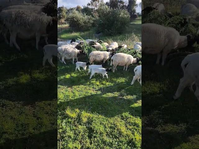 The Lambs First Formal Dining, Tagasaste Buffet