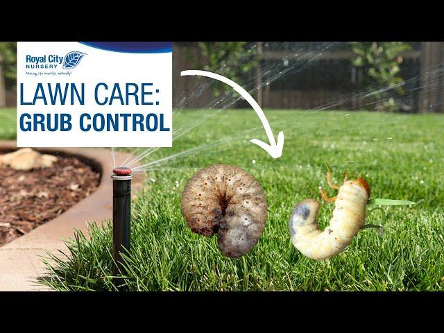 Lawn Care #3 - GRUB CONTROL | Royal City Nursery