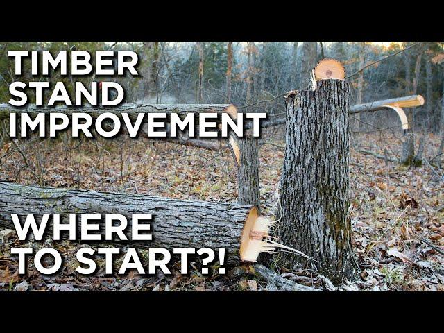 Timber Stand Improvement For Beginners!! | Where To Start?!