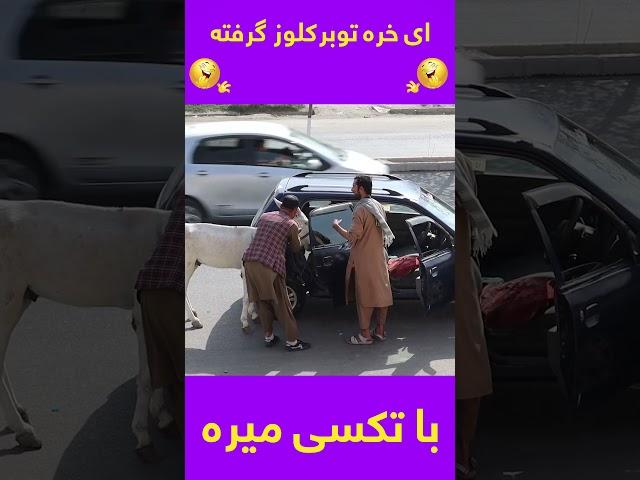 این خر تعلیمی است لگد نمی زند