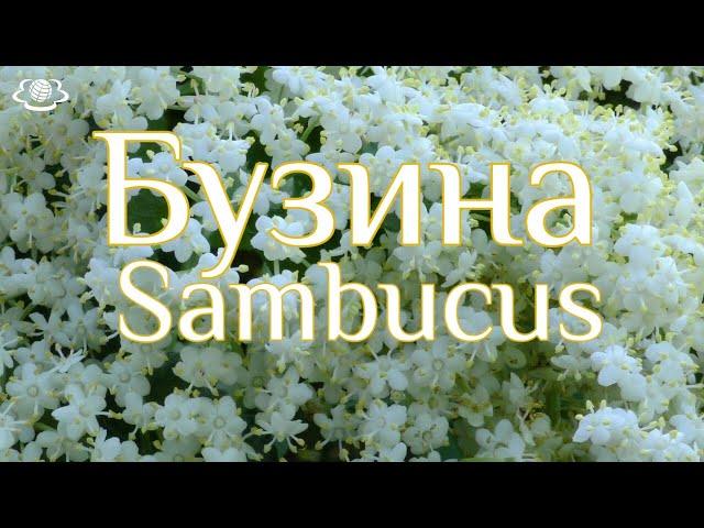 Бузина