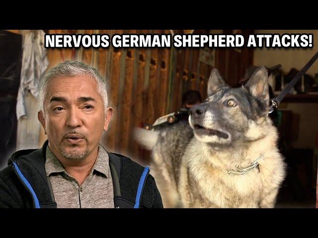 This German Shepherd Warns You Not To Come Close -- Danger Incoming? | Cesar 911 Throwbacks