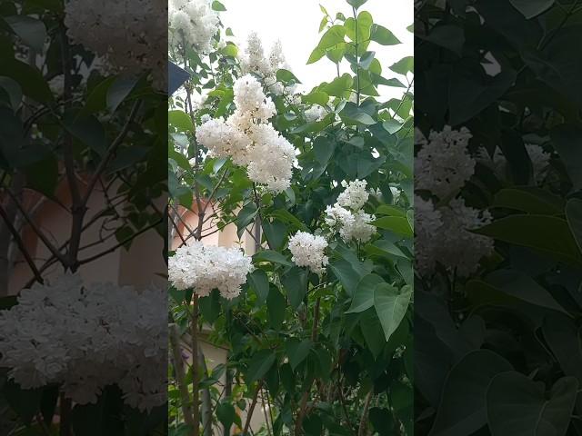 Сирень в посёлке художников "Сокол"  #май #Москва #сирень #video #travel #may #Антонов #сокол