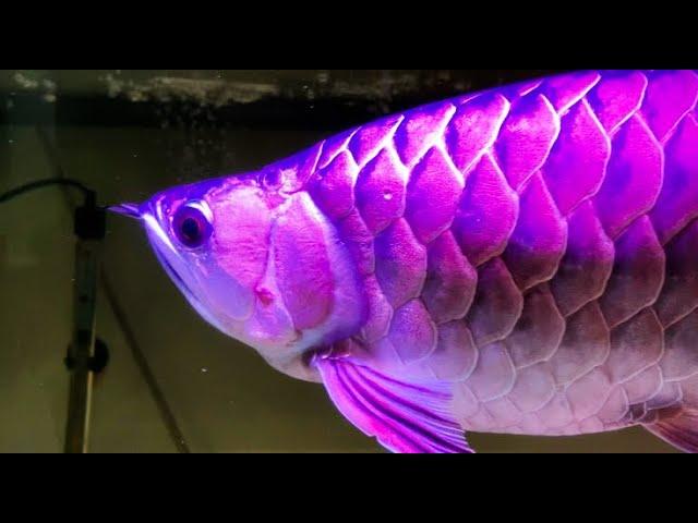 How I cure Drop Eye of my arowana fish -  Here are 3 arowana care guide for arowana fish drop eye