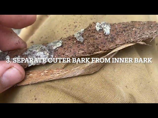 How to find the best tinder / fire starter in the woods.