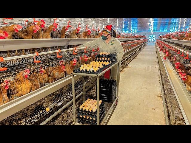 Amazing Poultry Farm - Process of Raising Chickens for Eggs For Business.