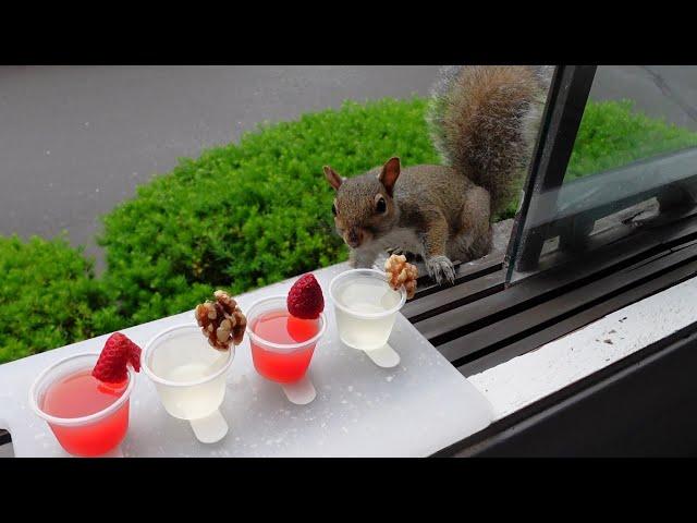 Squirrels' reactions to cocktails