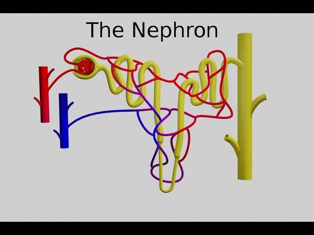 The Nephron - Function and Regulation