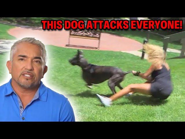 How Early Life Trauma Can Lead To Pet Aggression & Anxiety  | Cesar 911 Season 2, Ep. 9 - Part 1