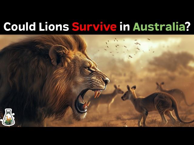 What if Lions Were Introduced to Australia?