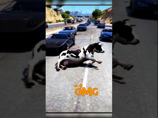 Cow Traffic Accidentb (COW Video)( Super Slowed)#cow #cowvideos #slowedandreverb #remix #vaca #music