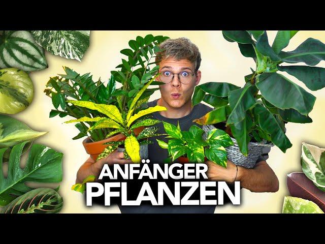 Die besten ZIMMERPFLANZEN für ANFÄNGER | Joey's Jungle Plants