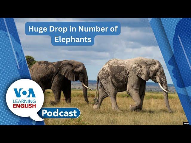 Protecting Elephants, Pistachios, Australia Social Media Age Limits, Past Perfect