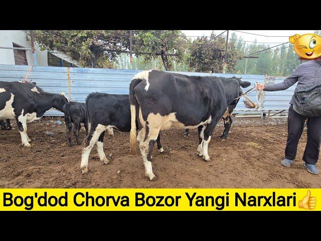 Molbozor | Bog'dod Chorva Bozor Narxlari | Молбозор | Богдод Чорва Бозор Нархлари