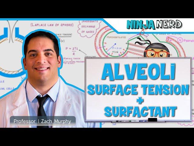 Respiratory | Surface Tension & Surfactant in Alveoli