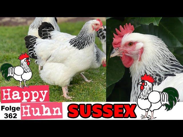 Sussex-Hühner + Zwerg-Sussex im Rasseportrait bei HAPPY HUHN E362 +  Unterschied zu Hybrid-Sussex