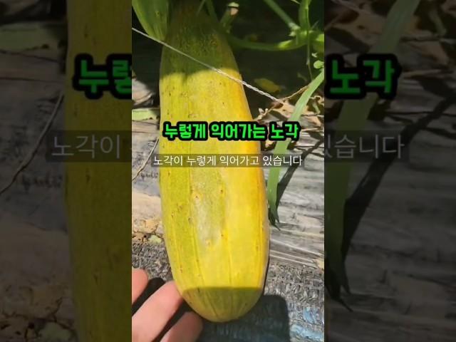 노각이 엄청 열렸네요