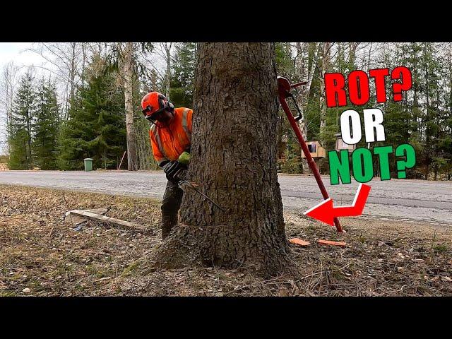 Looks Rotten, Might Fall Wrong… What Would You Do?