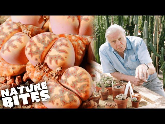 Has David Attenborough Just Found a HALLUCIGENIC Plant?! | Nature Bites