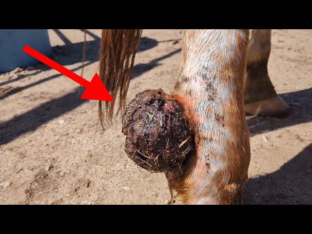 MASSIVE Tumor Removal! Veterinary Expertise with a Dash of Humor!