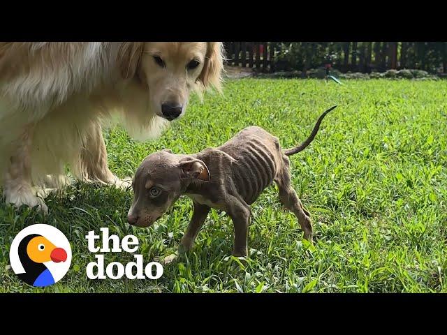 Skinny Foster Puppy Can't Stop Cuddling Up To Golden Retriever | The Dodo