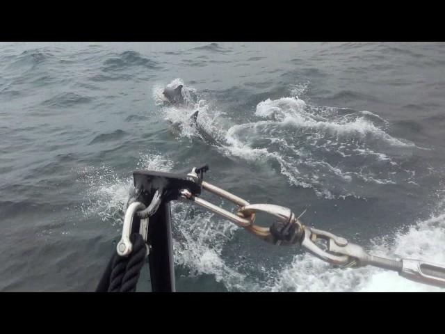 Dolphins pay Achill lifeboat a visit