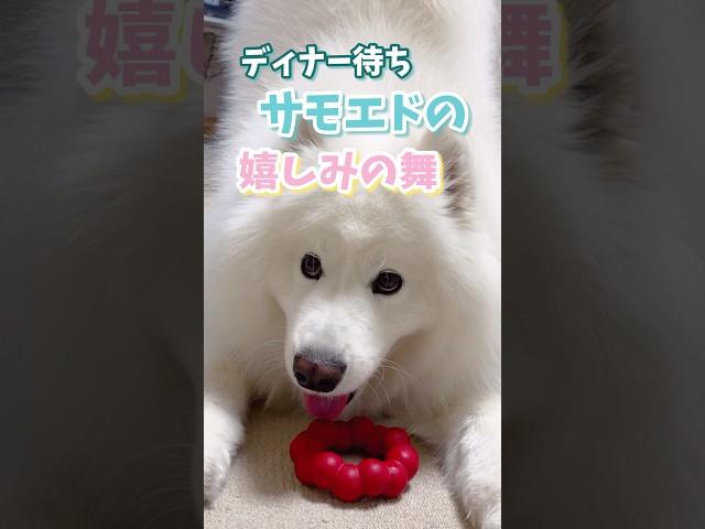 ディナー待ちサモエドの嬉しみの舞が可愛い #samoyed #サモエド #fluffy