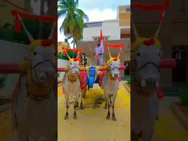 Varthur Santhosh Hallikar Bulls