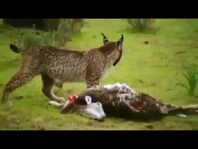 Endangered Iberian Lynx Cat Of Spain   Hunting, Attacks Full Nature Wildlife Documentary